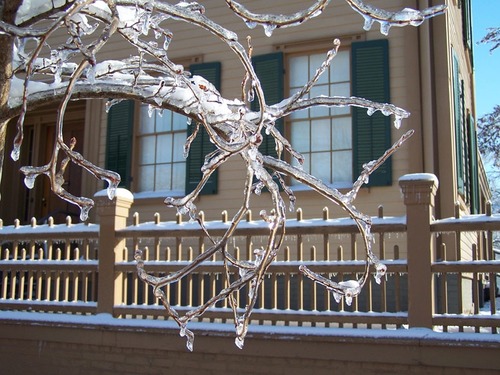 Ice covering trees outside the Lincoln Home.