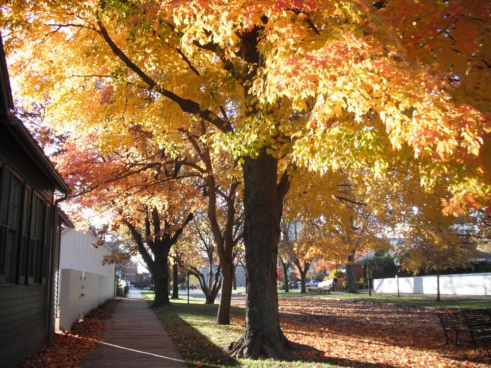 Fal season in the neighborhood