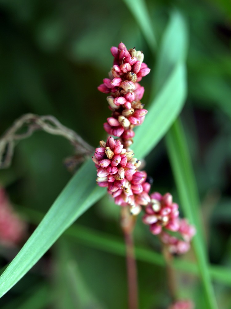 Marsh Smartweed, Polygonum coccineum