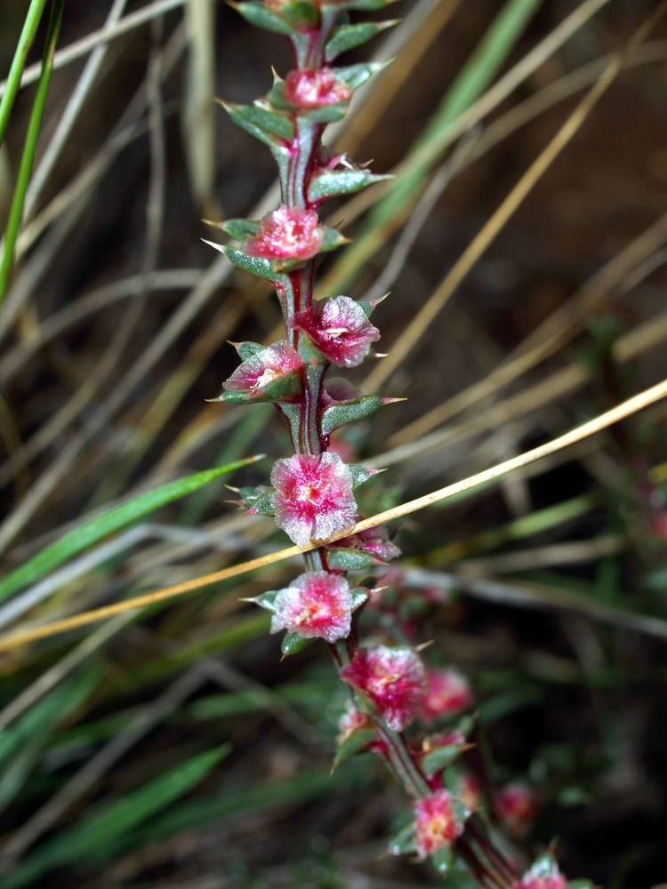 Russian Thistle, Salsola iberica