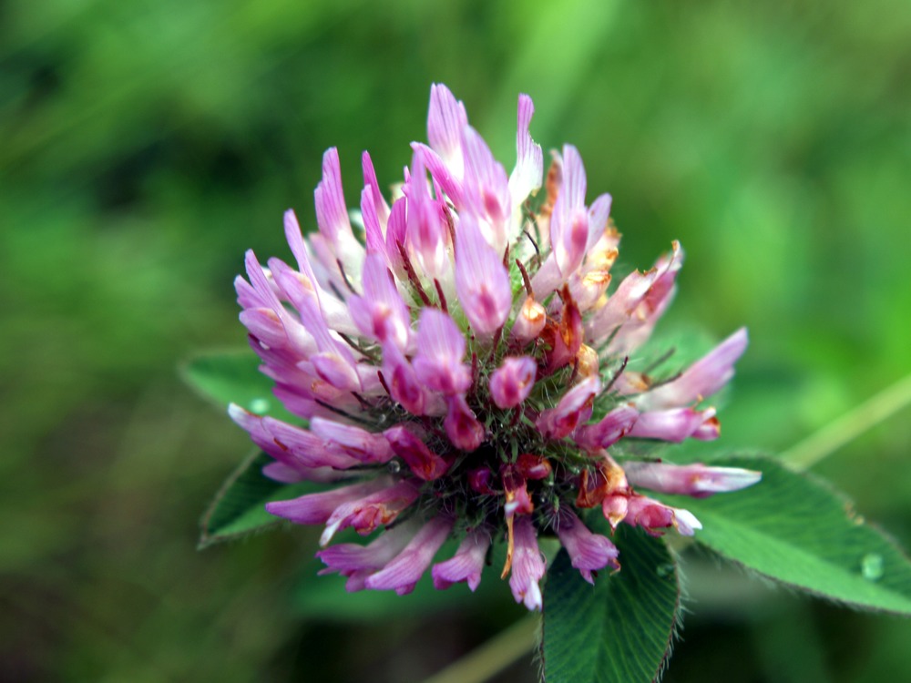 Red Clover, Trifolium pratense