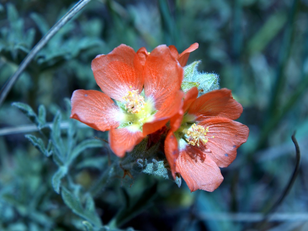 Scarlet Globemallow, Red False Mallow, Cowboy's Delight, Sphaeralcea coccinea
