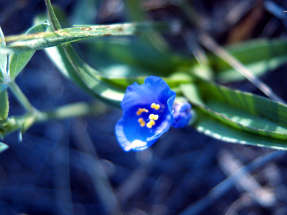 Bracted Spiderwort, Tradescantia bracteata