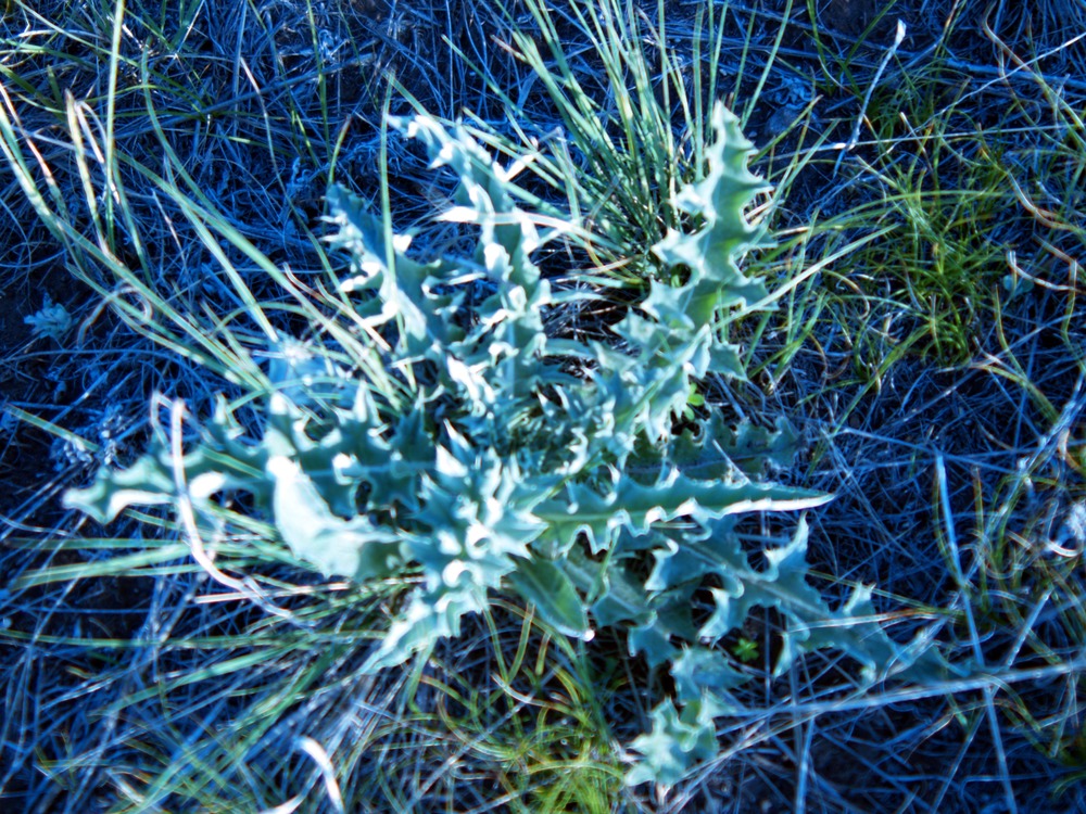 Wavyleaf Thistle, Cirsium undulatum