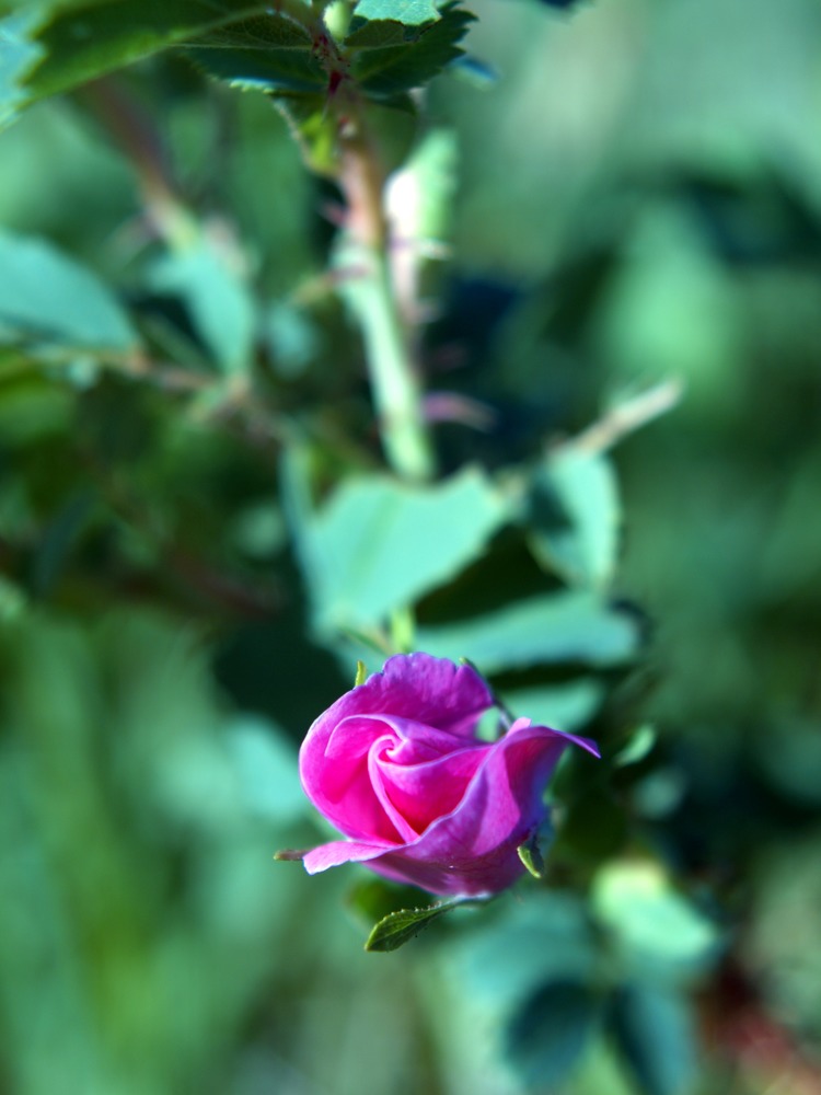 Prairie Rose, Rosa arkansana, R. suffulta