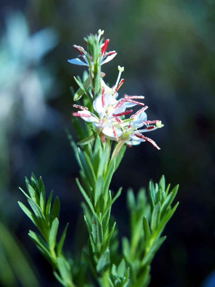 Scarlet Gaura, Scarlet Butterflyweed, Gaura coccinea