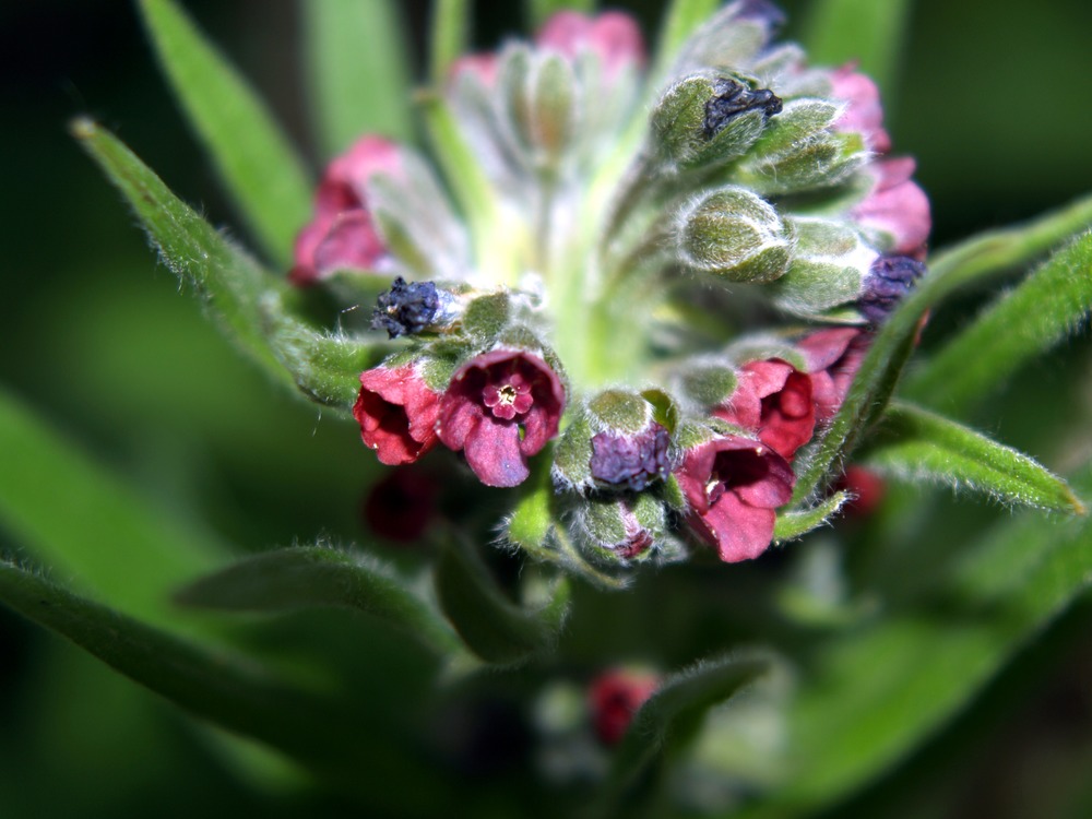Hound's Tongue, Gypsyflower, Cynoglossum officinale
