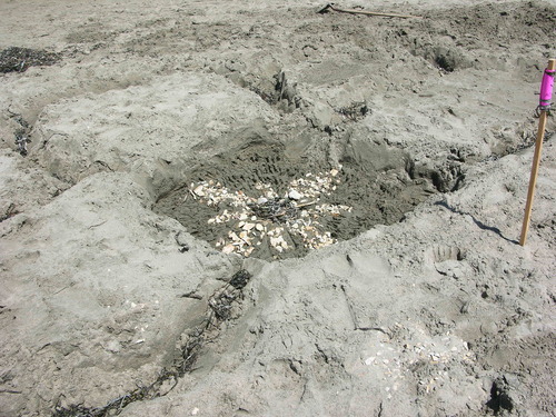 Sand Flower, by Louis Nguygen