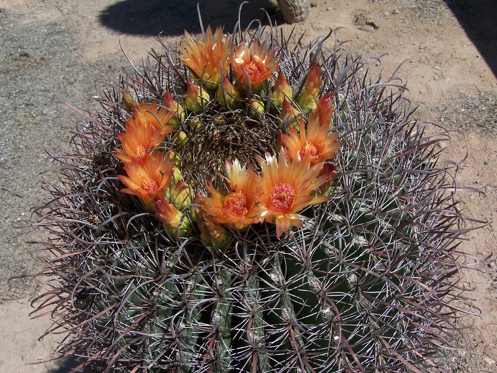 The bright orange flowers forming a circle on the top of the barrel cactus stand out