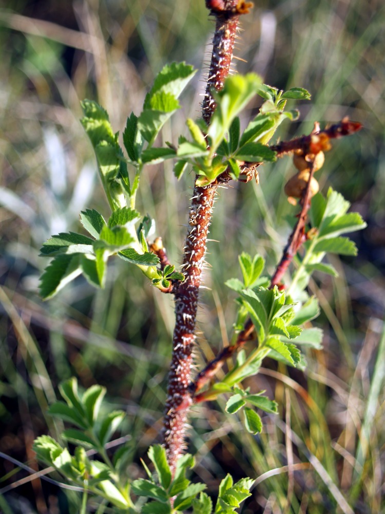 Rose Stem, Rosa spp.