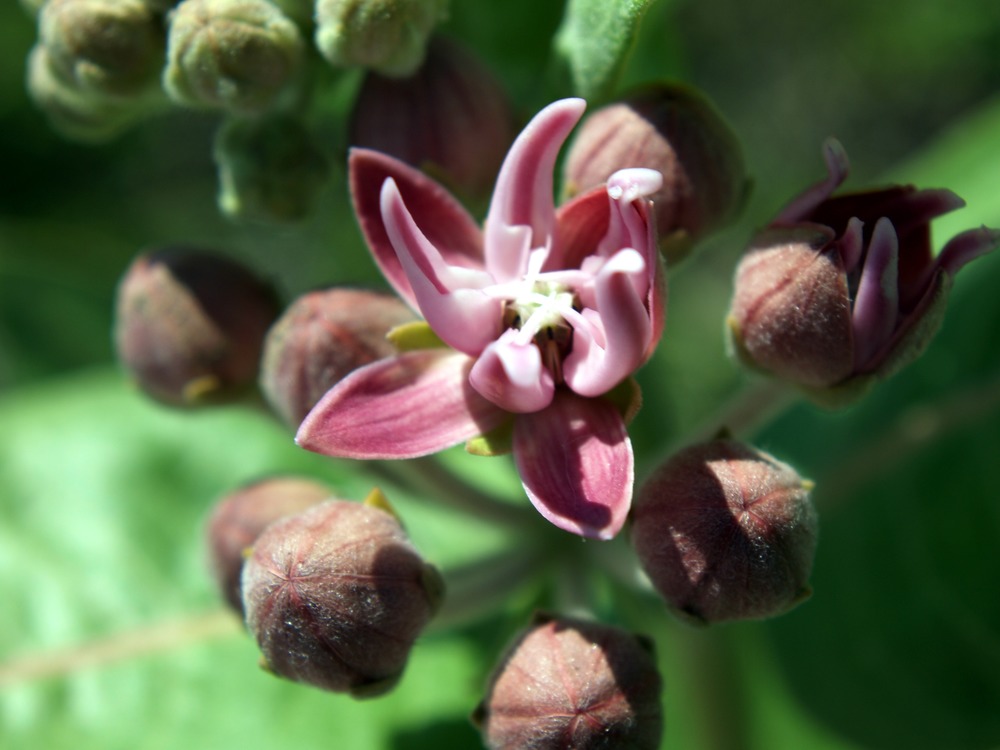Showy Milkweed, Asclepias speciosa