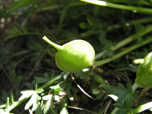 Selenia dissecta. Big Bend National Park, Dog Flat. February 2005