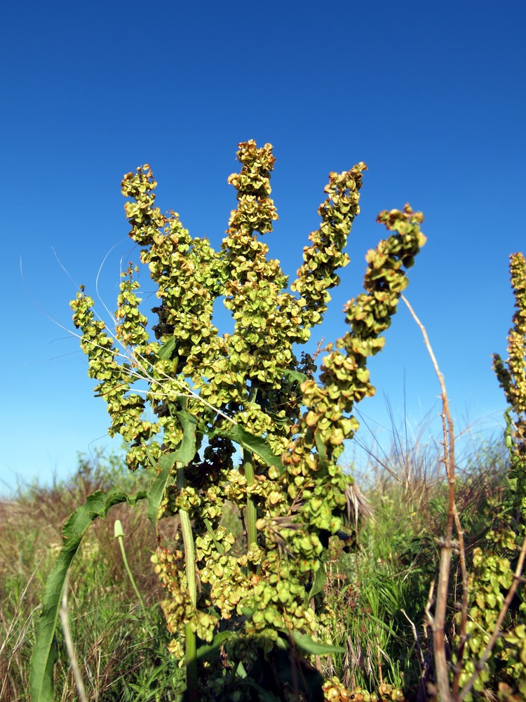 Curly Dock, Rumex crispus