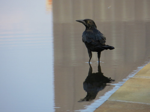 Grackle in the Pool