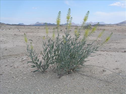 Stanleya pinnata. Big Bend National Park, Agua Fria Road. April 2005