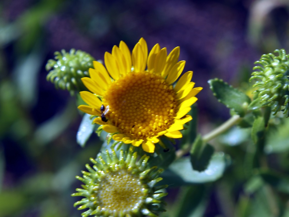 Curlycup Gumweed, Grindelia squarrosa