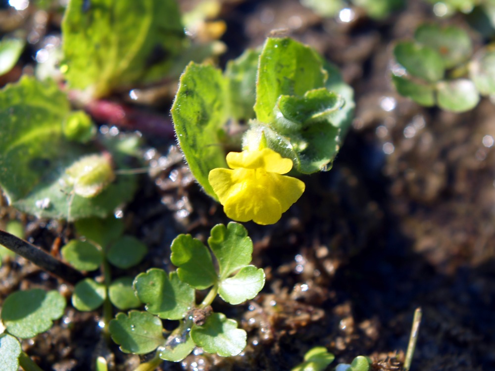 Roundleaf Monkey Flower, Mimulus glabratus