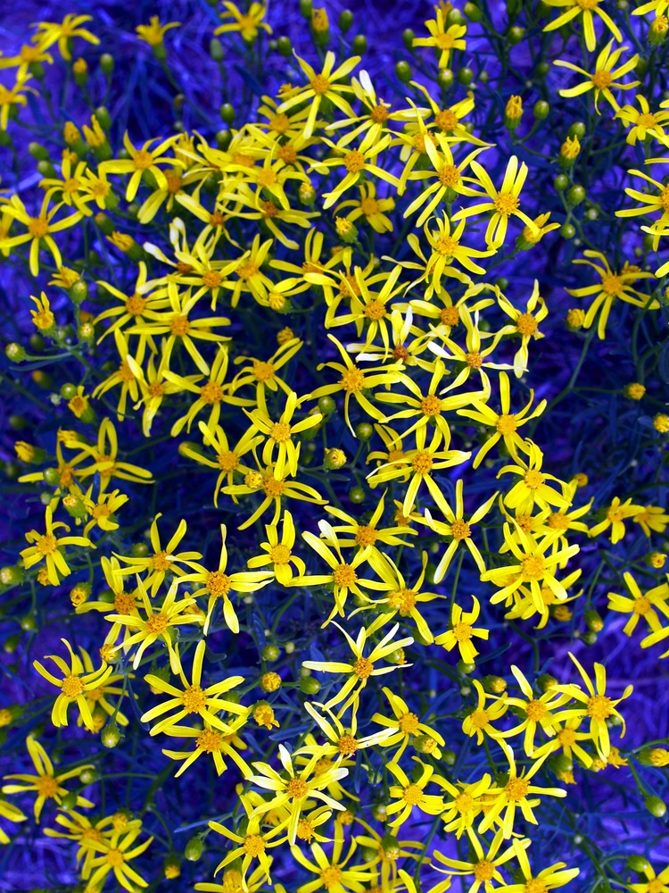 Riddell's Ragwort, Riddell's Groundsel, Senecio riddellii