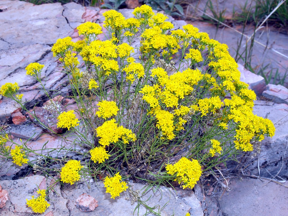 Broom Snakeweed, Turpentine-weed, Gutierrezia sarothrae