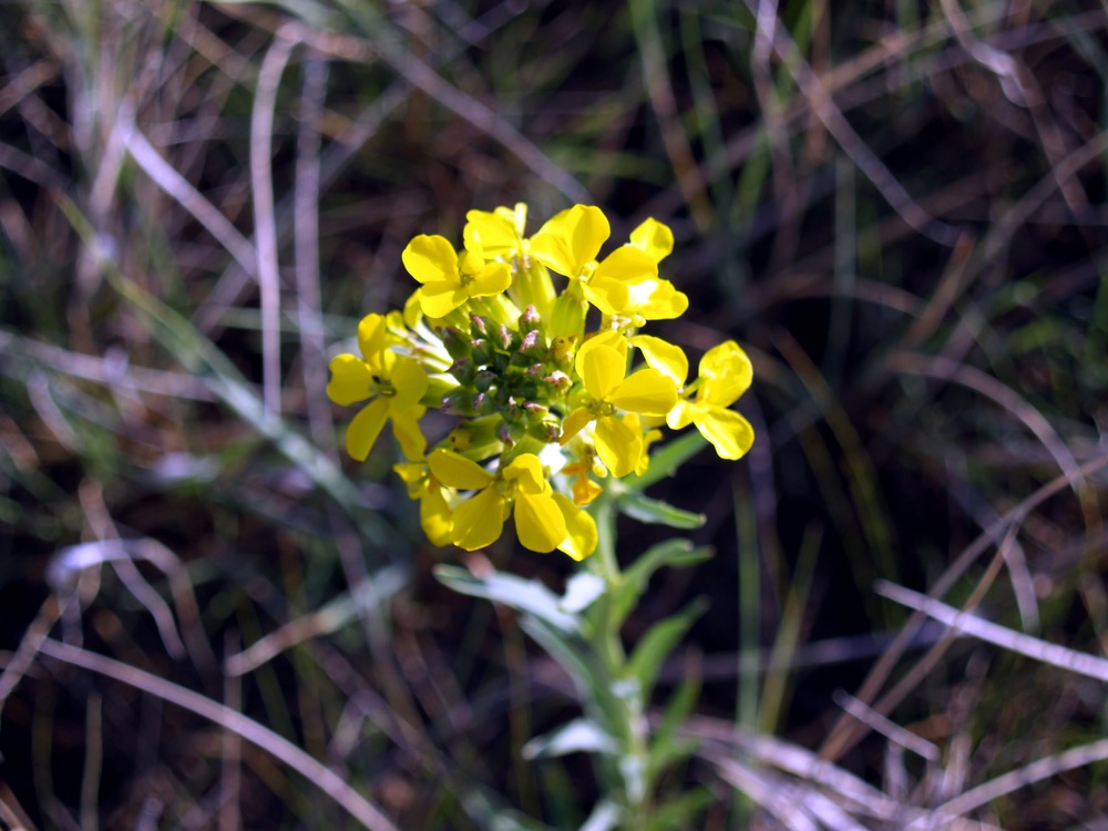 Western Wallflower, Erysimum asperum