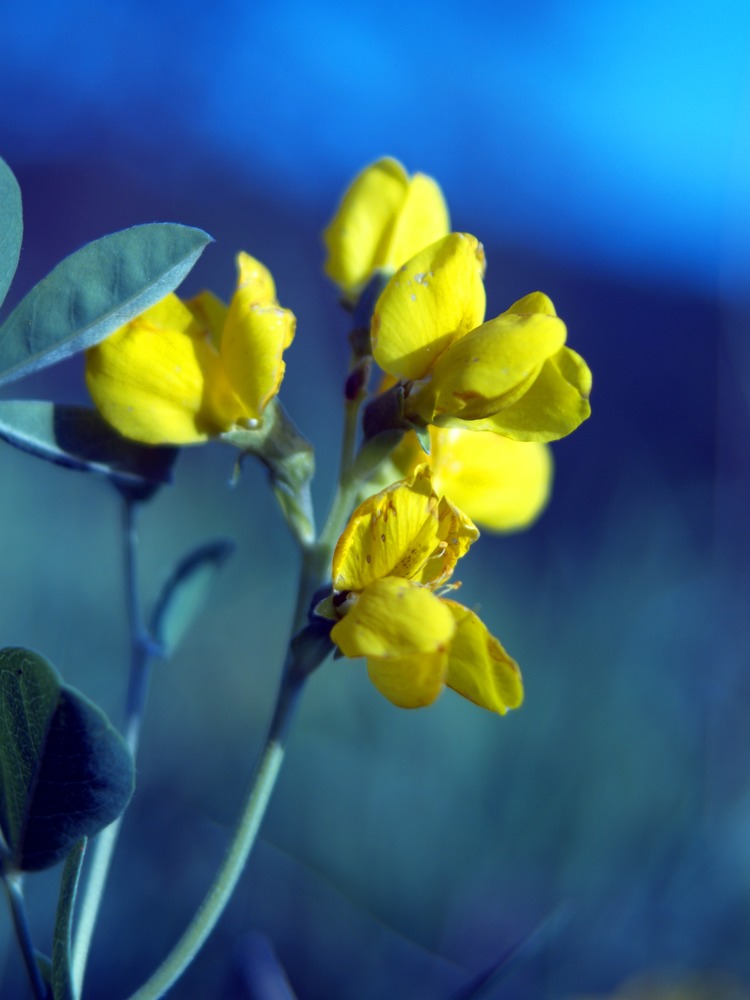 Goldenpea, Prairie Thermopsis, Prairie Buckbean, Golden Bean, Yellow Bean, Yellow Pea, Yellow Banner, False Lupine - Thermopsis rhombifolia