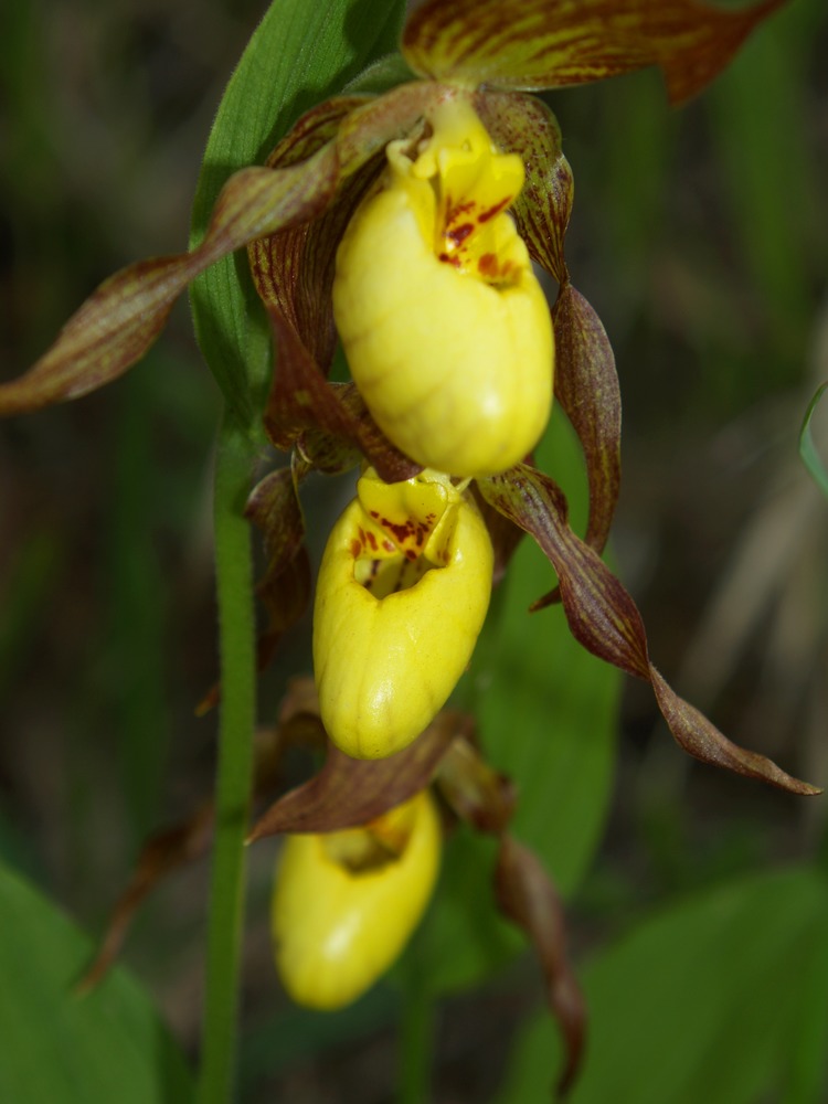 Yellow Ladyslipper, Cypripedium calceolus