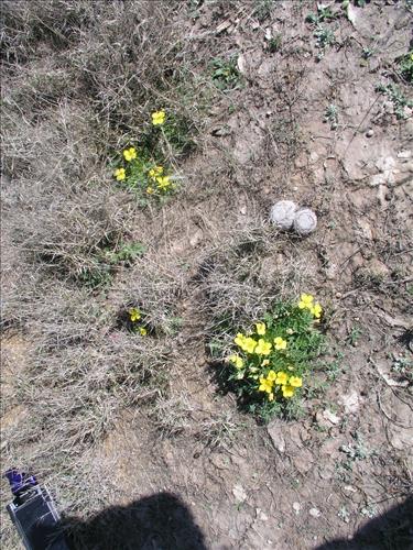 Selenia dissecta. Big Bend National Park, Dog Flat. February 2005