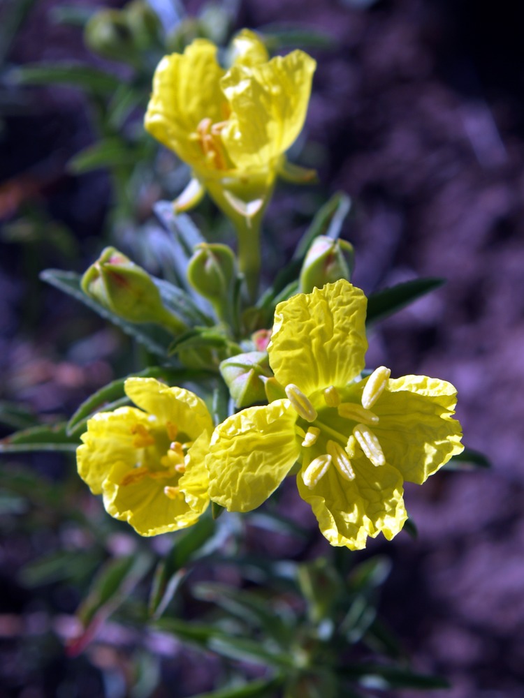 Yellow Evening Primrose, Yellow Sundrops, Half-Shrub Sundrops, Plains Yellow Primrose, Tooth-Leaved Evening Primrose, Calylophus serrulatus, Oenothera serrulata