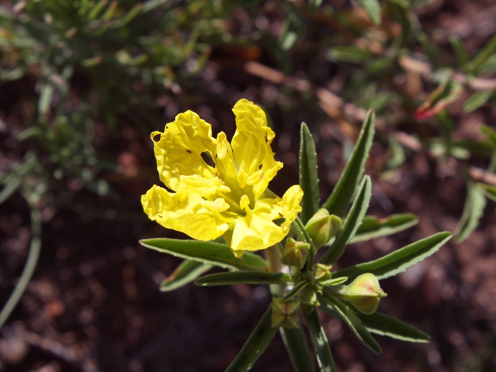 Yellow Evening Primrose, Yellow Sundrops, Half-Shrub Sundrops, Plains Yellow Primrose, Tooth-Leaved Evening Primrose, Calylophus serrulatus, Oenothera serrulata