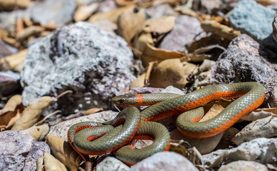 Ring Necked Snake