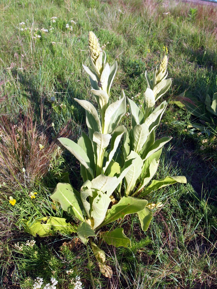 Wooly Mullein, Common Mullein, Verbascum thapsis