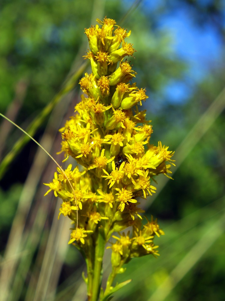 a plant with many small fuzzy yellow flowers