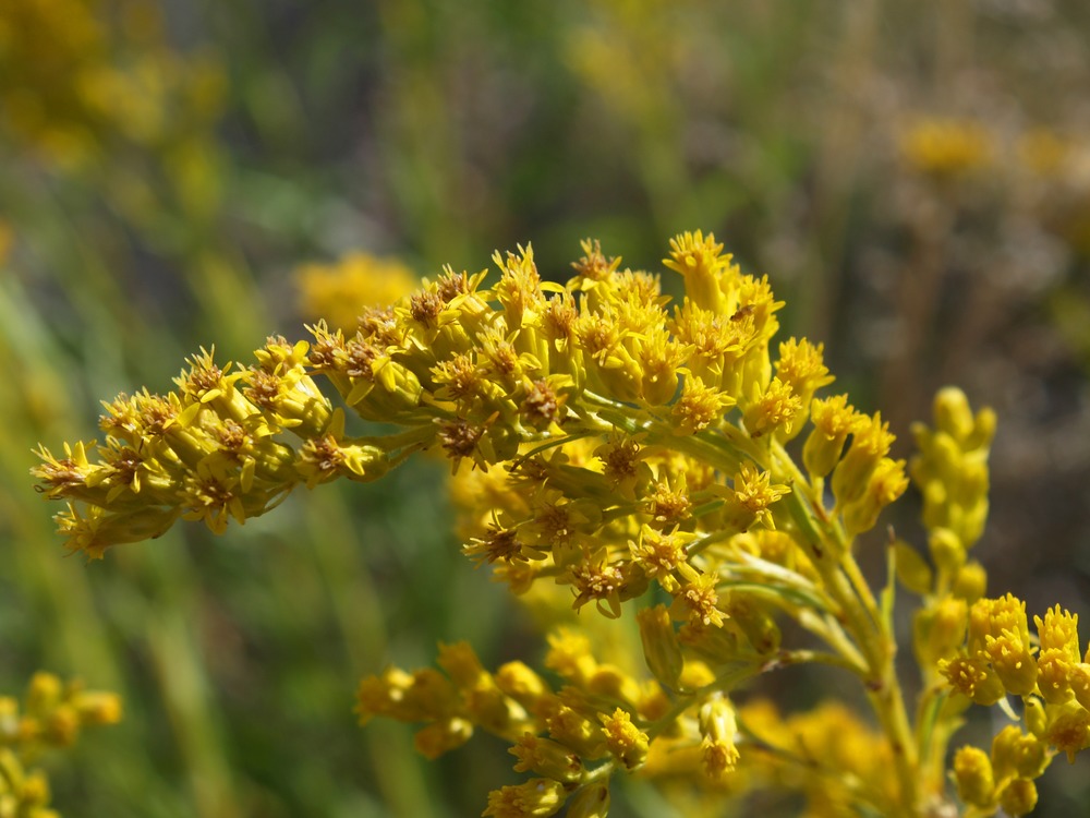 Giant Goldenrod, Late Goldenrod, Solidago gigantea, S. serotina