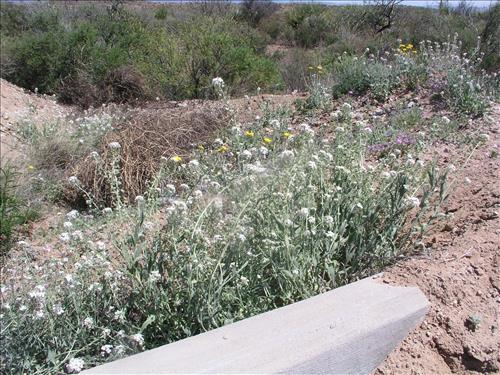 Dimorphocarpa wislizeni. Big Bend National Park, Panther Junction Housing Area. March 2005