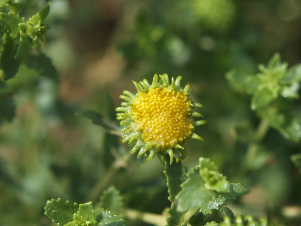 Curlycup Gumweed, Grindelia squarrosa