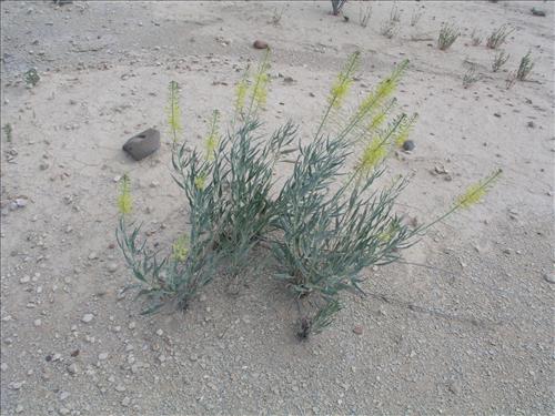 Stanleya pinnata. Big Bend National Park, Agua Fria Road. April 2005