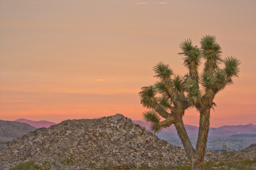 Joshua tree at sunset