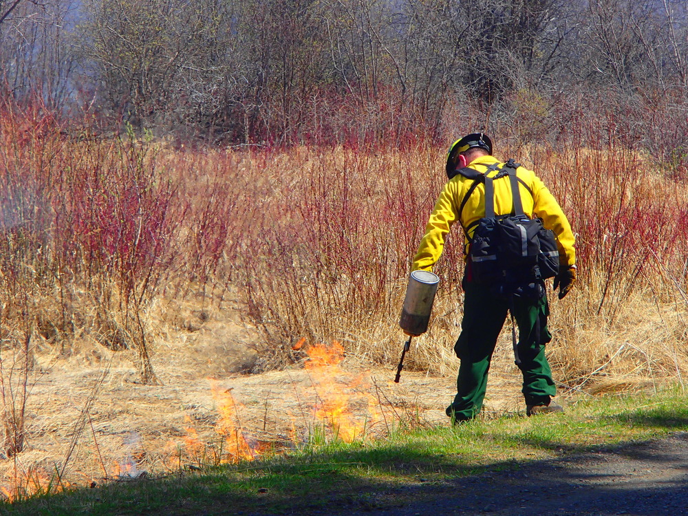 Firfighter using drip torch