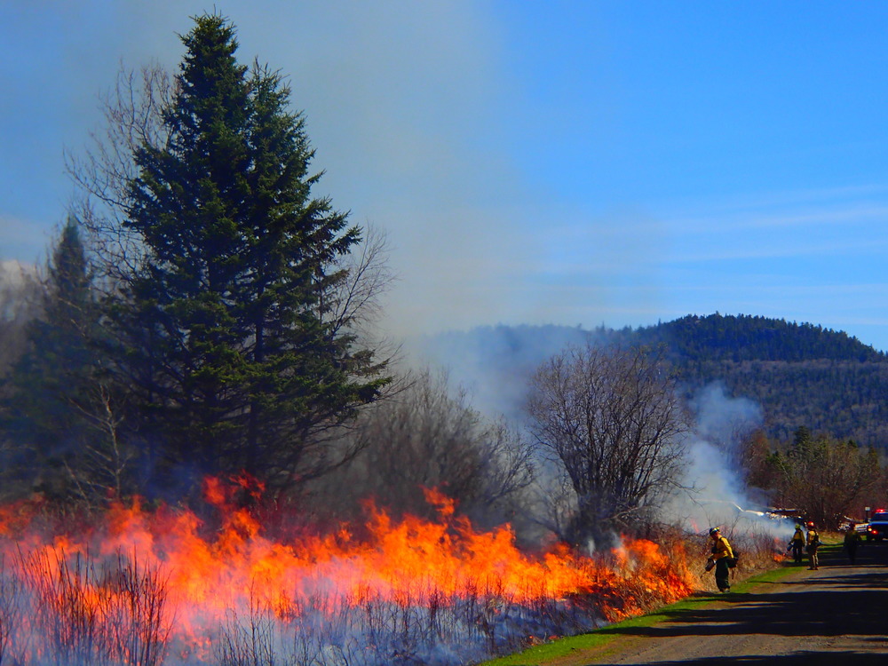 Flames move toward evergreen tress and broadleaf shrubs near gravel road