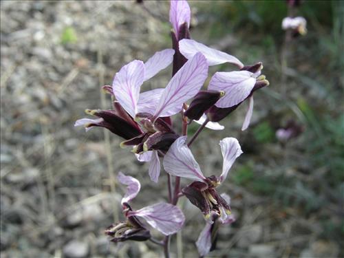 Streptanthus cutleri. Big Bend National Park, Tunnel. March 2007