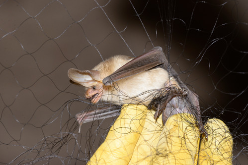 Pallid Bat caught in a mist net