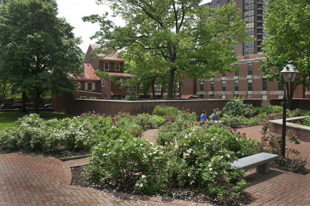 Color photo of rose bushes in bloom set in a red brick landscaped garden.