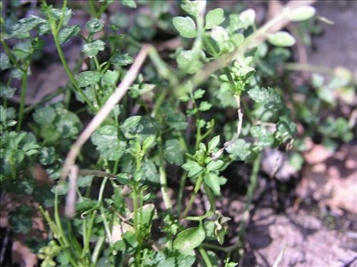 Cardamine macrocarpa. Big Bend National Park, Pine Canyon. May 2004