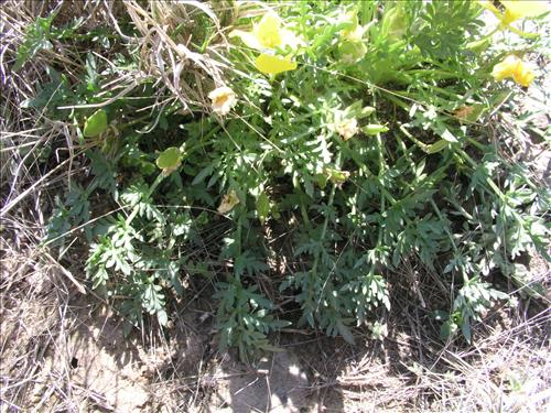 Selenia dissecta. Big Bend National Park, Dog Flat. February 2005