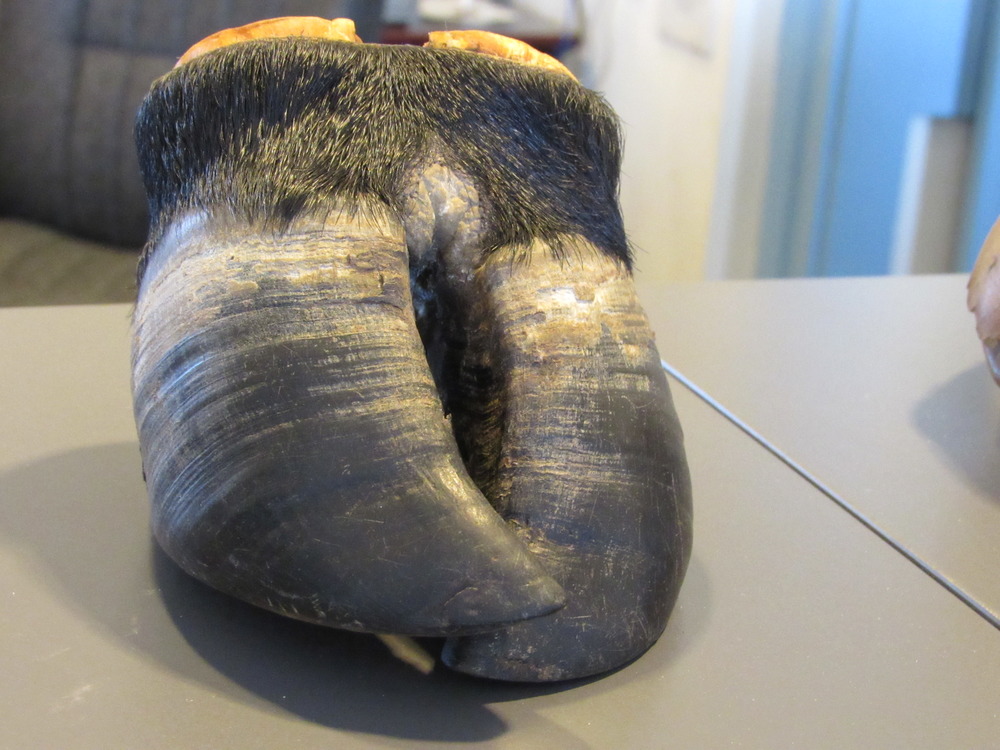 Ox Hoof