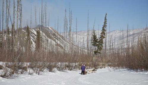 Mushing on a creek in winter