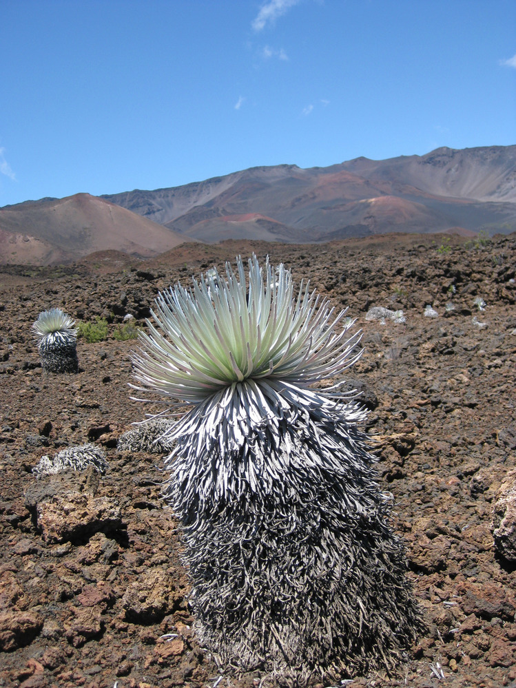 Silversword that has not matured