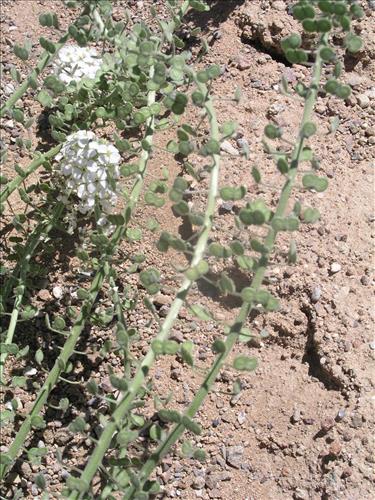 Dimorphocarpa wislizeni. Big Bend National Park, Panther Junction Housing Area. March 2005