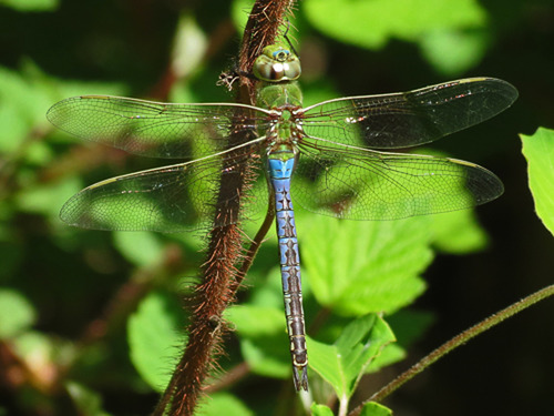 Common green darner (Anax junius)