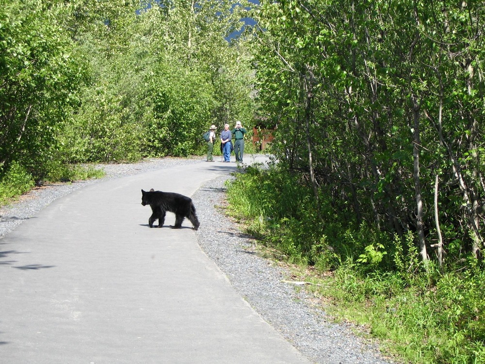 A small black bear crosses the paved trail at the Exit Glacier area, while a park ranger keeps visitors at a safe distance.
